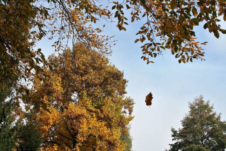 秋天自然公园里树木落下枯叶