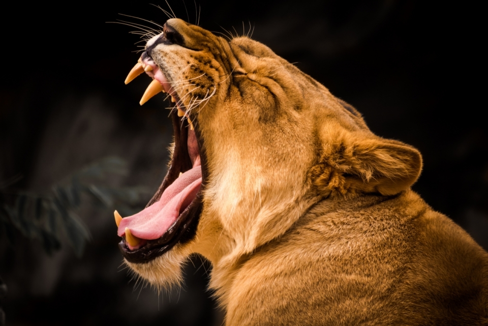 草原上的母狮露出尖锐的獠牙