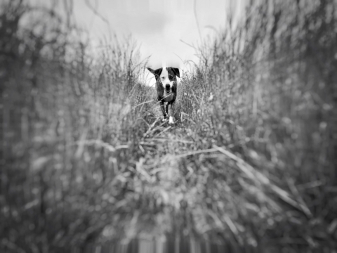 黑白风格草丛中穿行前进的汪星人