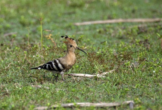 行走在草地上的可爱小弯嘴戴胜鸟