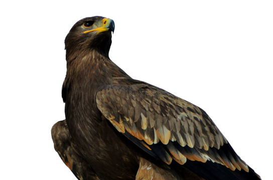 白色背景黑色老鹰半身摄影