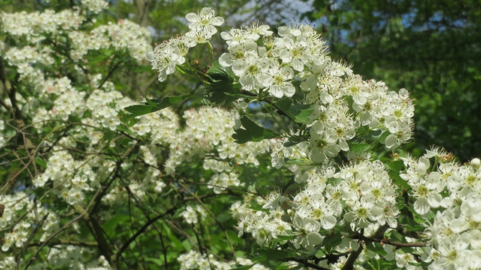 山楂花高清桌面壁纸