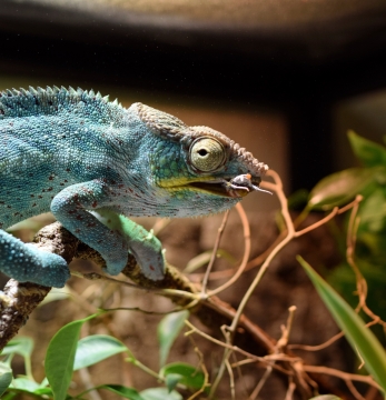 虚化背景室内自然植物上绿色蜥蜴