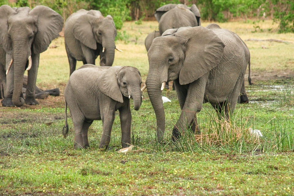 在草地上的野生动物大象群摄影