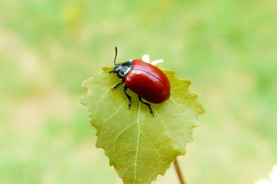 户外自然植物绿色叶子红色昆虫