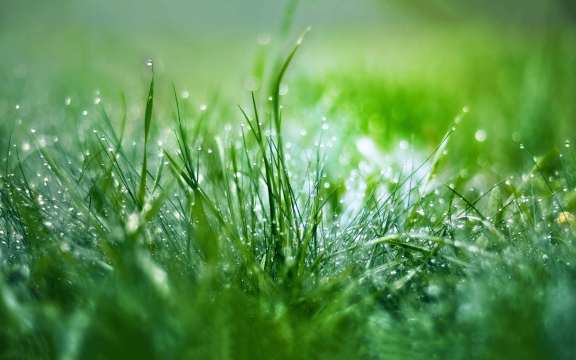 唯美清新绿色护眼高清桌面壁纸