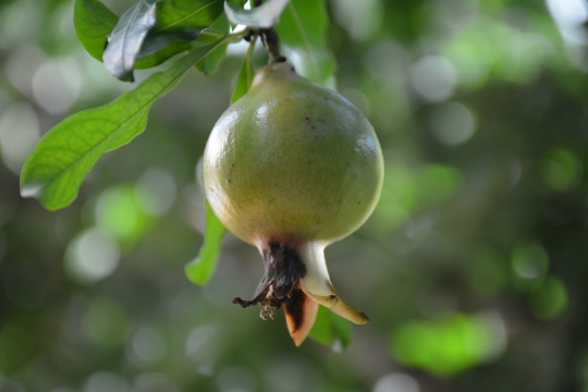 户外自然树木树枝绿色石榴果实