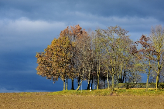 早晨阳光照秋天野外自然树木