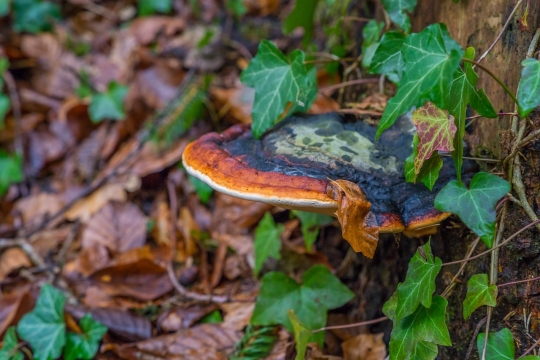 隐藏树荫下鲜艳色彩菌类特写