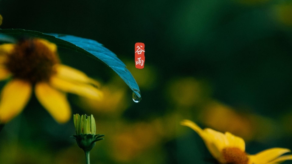 谷雨高清桌面壁纸