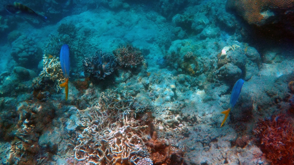 海底色彩斑斓的珊瑚自然风光高清桌面壁纸