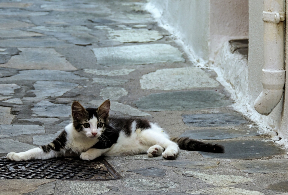 马路大街上趴在下水道旁的流浪猫