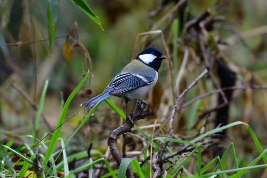 户外自然树木树枝野生鸟类动物