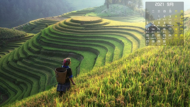 2021年9月水稻梯田高清日历壁纸