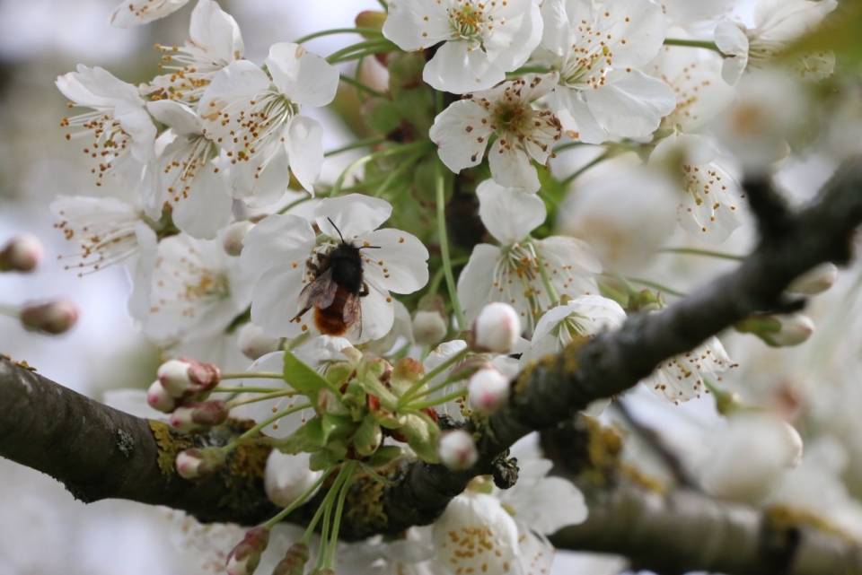 虚化背景自然户外树木树枝白色花朵蜜蜂
