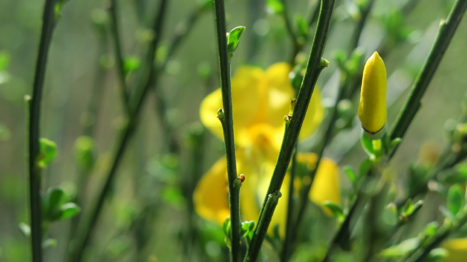 黄色金雀花风景高清桌面壁纸