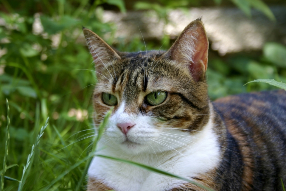 摄影入门_户外自然绿色草坪间可爱猫