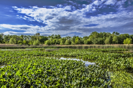 蓝色天空自然绿色树木湖泊