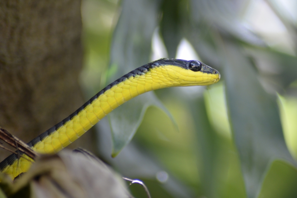 自然户外绿色树木植物间黄色爬虫类动物蛇