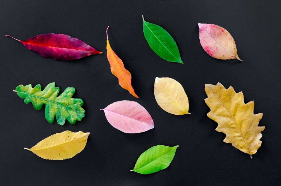 叶子可以有各种不同的形状,大小,颜色和质感.