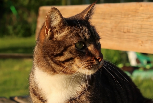 虚化背景傍晚户外阳光下可爱宠物猫
