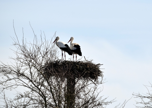 秋季细长枯树枝搭造鸟窝动物
