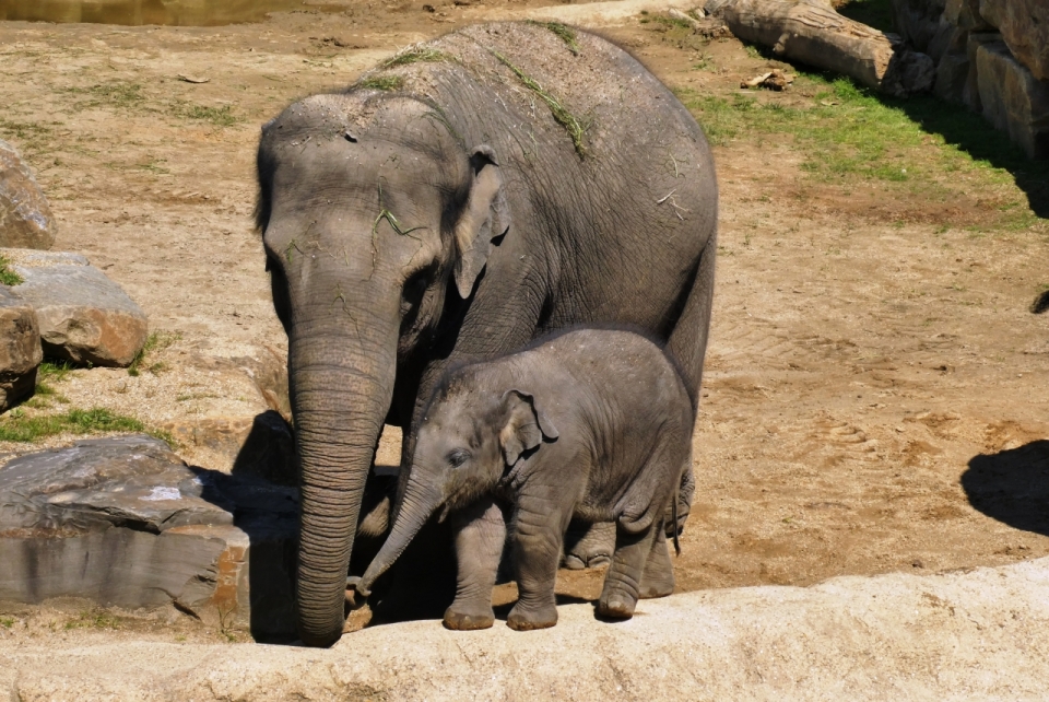 野生动物园饲养成年幼年大象高清特写