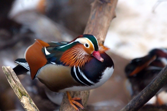 户外自然树木树枝野生彩色鸟类动物