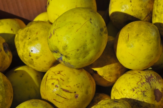 阳光照射下木桌上的新鲜梨子水果摄影