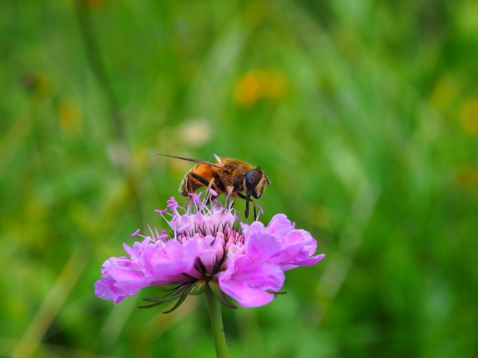 微距摄影_虚化背景户外紫色花朵自然植物上蜜蜂