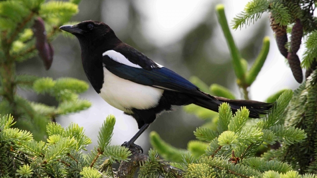 喜鹊自然风光优美风景秀丽高清桌面壁纸