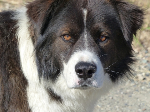 一直表情十分沮丧的拉布拉多犬脸部特写