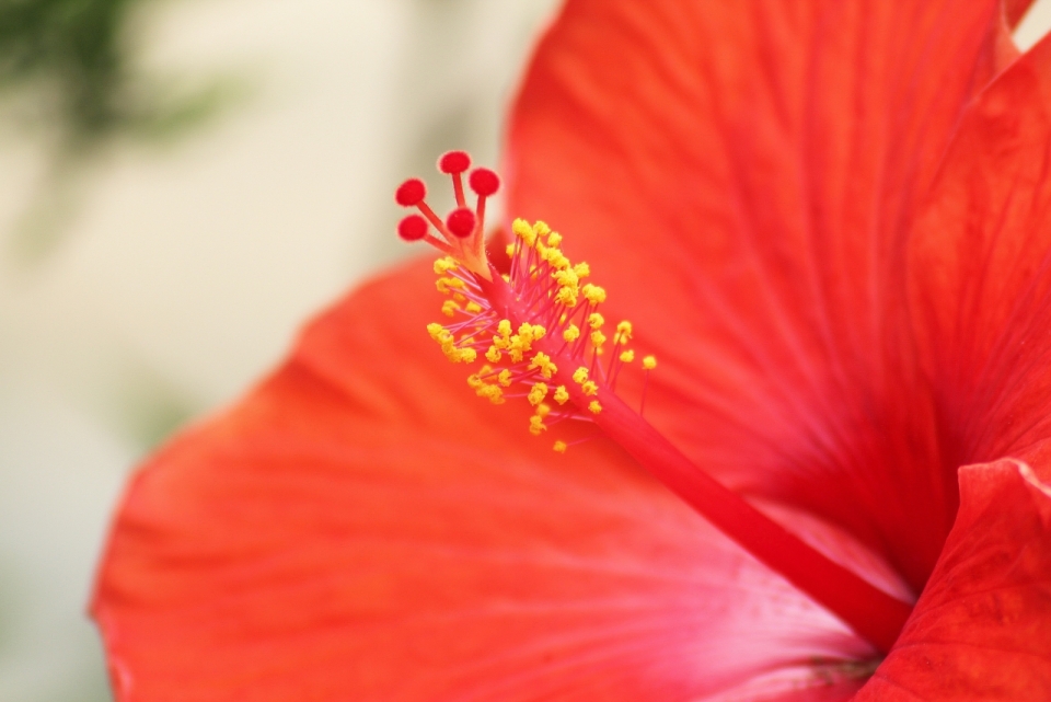 虚化背景户外自然鲜艳红色花朵植物