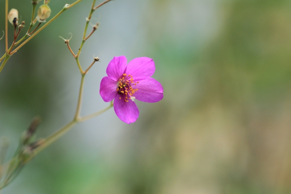 虚化背景树林花丛中紫色鲜艳花朵