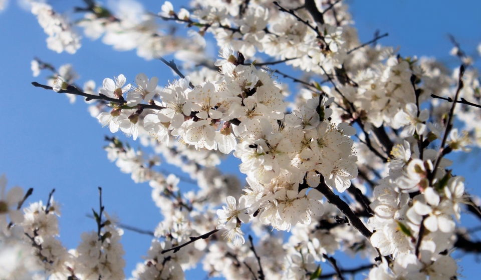 春天蓝色天空自然树木树枝白色花朵