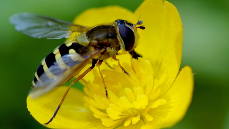 微距摄影_自然户外黄色花朵自然植物上蜜蜂