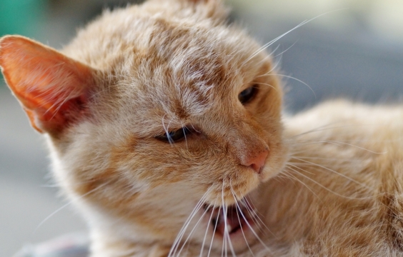 虚化背景室内打哈欠黄色宠物猫