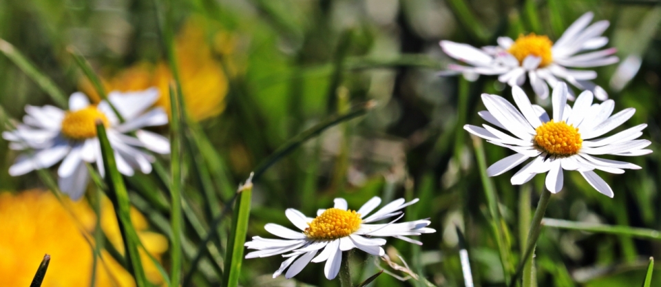虚化背景户外阳光白色花朵绿色自然植物