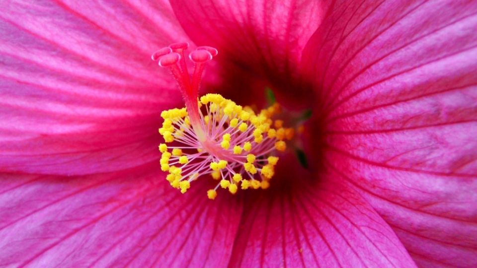 芙蓉花无水印电脑桌面高清壁纸图片