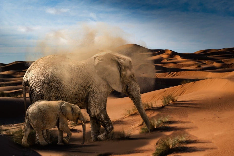 广袤无垠的沙漠中两只大象正在吃着最后的草