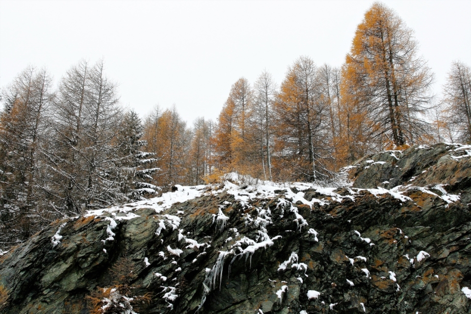 白色背景雪地石头和绿色云杉树林