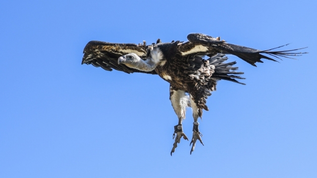 凶猛的兀鹫无水印电脑桌面高清壁纸图片