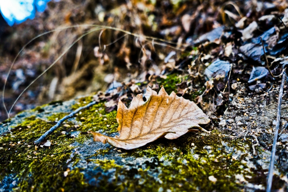 秋天绿色青苔地面岩石上枯黄落叶