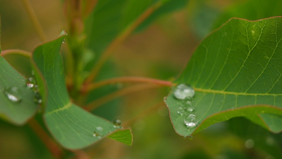 雨水节气大雨的绿叶无水印电脑桌面高清壁纸图片