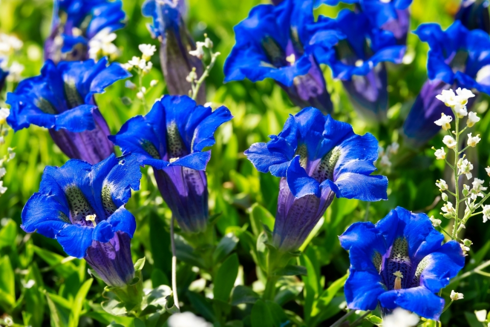 阳光户外美丽蓝色花朵自然植物