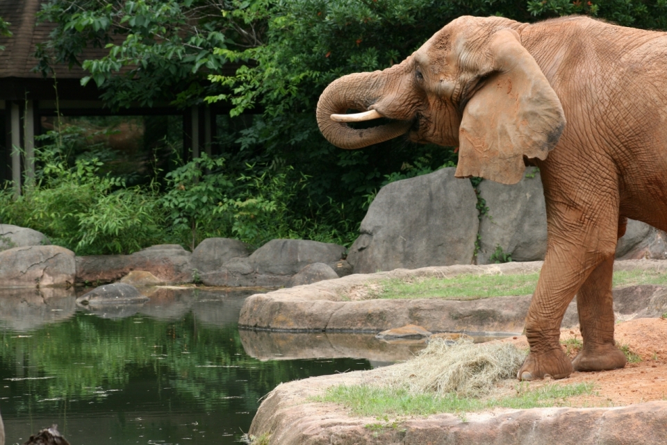 动物园内小河边卷着鼻子的大象