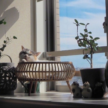 唯美可爱小猫写真图片