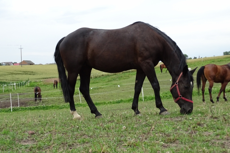 一匹正在低头吃草的黑色马匹
