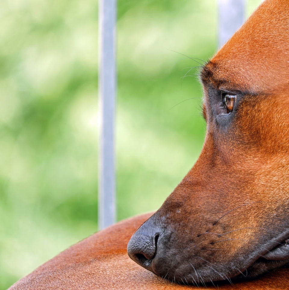 趴着思考的腊肠犬其实是在发呆