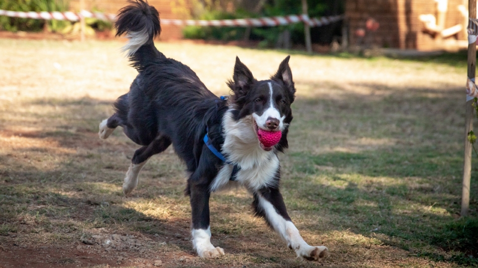 高清边境牧羊犬桌面壁纸